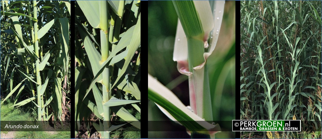 Arundo donax